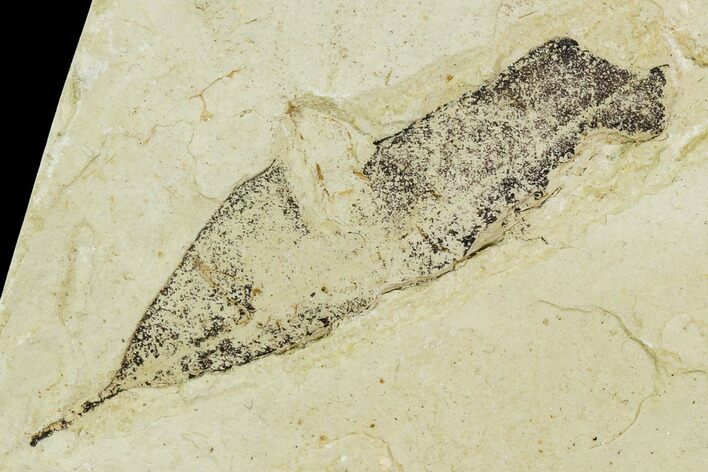 Fossil Willow (Salix) Leaf - Green River Formation #109621